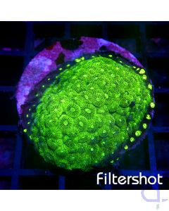 Diploastrea heliopora - Toxic Eyes - Rarität #G153