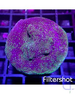 Montipora - Poker #18