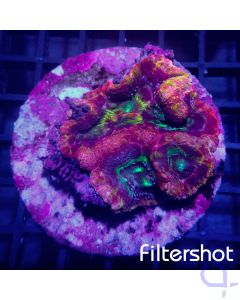 Acanthastrea Bowerbanki - Multicolor