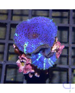 Discosoma - Blue Jaws #G184
