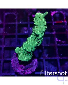 Acropora - Forest Green