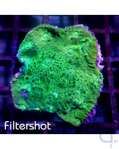 Echinophyllia - Light Greenblue