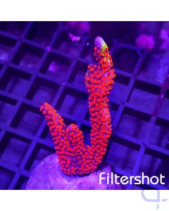 Montipora - Bubblegum #G188