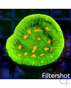 Echinophyllia - Space Invader #G162