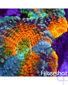 Acanthastrea echinata - Premium Multicolor