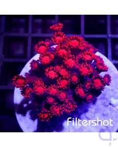 Goniopora - Premium Rot #R95