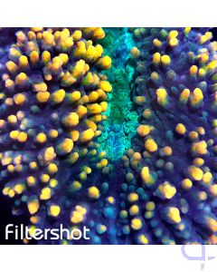 Lobophyllia - Premium Split Sparkles #R81