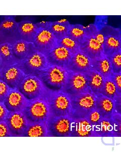 Cyphastrea - Sunny Polyp