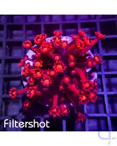 Goniopora - Premium Rot #R41