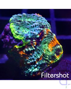 Acanthastrea echinata - Premium Multicolor #R82