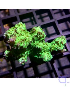 Hydnophora exesa - Green Neon #R98