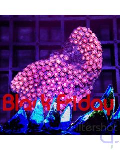 Goniopora - Ultra Pinky #R51