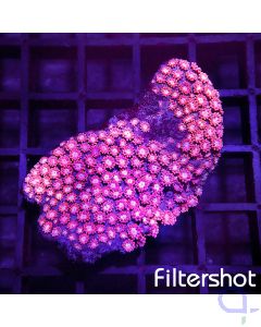 Goniopora - Ultra Pinky #R51