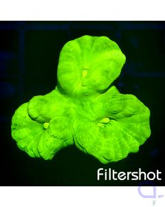 Caulastrea - Neon-Grün ULTRA 