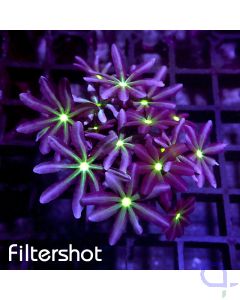 Knopia octocontacanalis - Flowers #R69