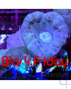 Caulastrea - Mint Blue 