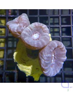 Caulastrea - Mint Blue 