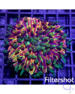 Cycloseris - Ultra Rainbow