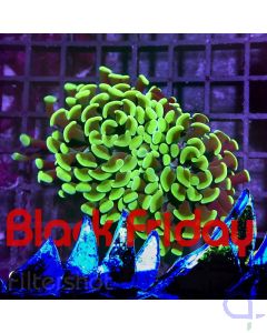 Euphyllia paraancora - Two Roses #RG4