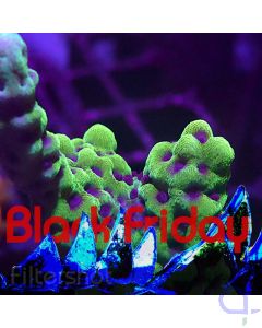Montipora capitata - Purple Polyp 