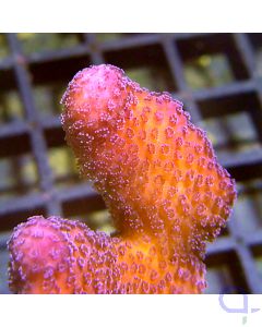 Stylophora pistillata - Pink #RG20