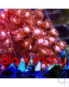 Goniopora - Rosered