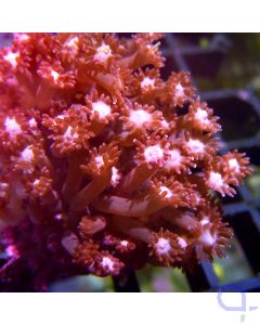 Goniopora - Rosered