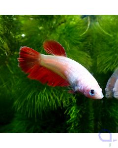 Kampffisch Halfmoon Weibchen - Red Dragon - Betta splendens