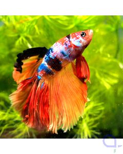 Kampffisch Halfmoon - Orange Nemo - Betta splendens *13