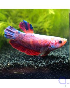 Kampffisch Plakat - Candy King - Betta splendens *37