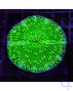 Cycloseris - Green
