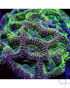 Favia - Green Stripes