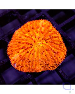 Fungia - Orange Glow