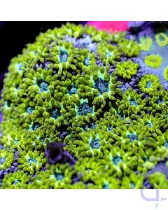 Goniopora - Premium Yellow