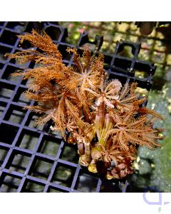Anthelia glauca - Branch 