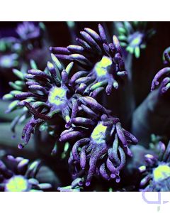 Goniopora - Türkis