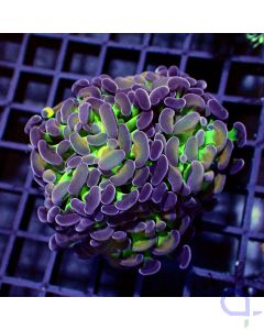 Euphyllia - Multicolor 