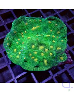 Echinophyllia aspera - Light Orange Eye