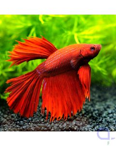 Kampffisch Super Delta - Red Star- Betta splendens *38