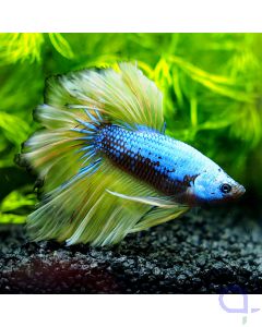 Kampffisch Halfmoon - Samurai Mustard - Betta splendens *13