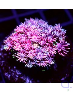 Goniopora - Multi Pink #GN02