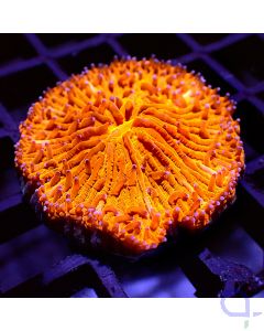 Fungia - Orange Pink Tips