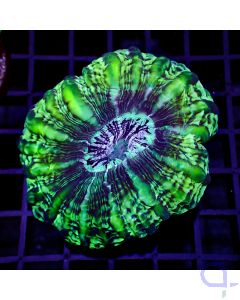 Cynarina lacrymalis - Green