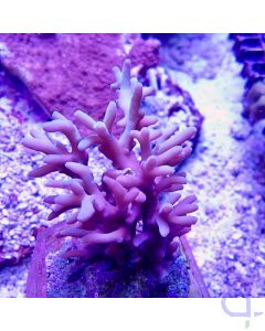 Acropora suharsonoi