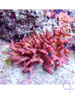 Seriatopora caliendrum - Pink