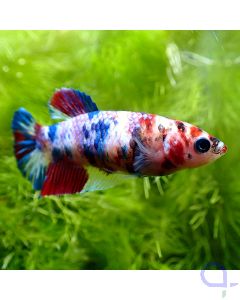 Kampffisch Plakat - Galaxy Nemo - Betta splendens