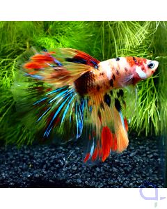 Kampffisch Halfmoon - Multicolor Nemo - Betta splendens *Gn17
