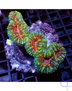 Lobophyllia - Premium Split