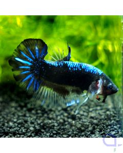 Kampffisch Plakat - Blue Samurai - Betta splendens *40
