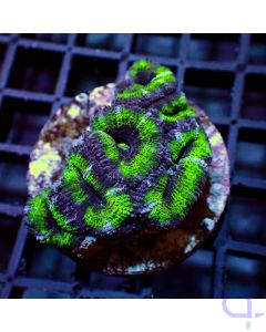 Acanthastrea - Green 